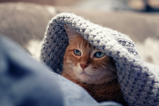 Katze schaut unter einer Decke hervor
