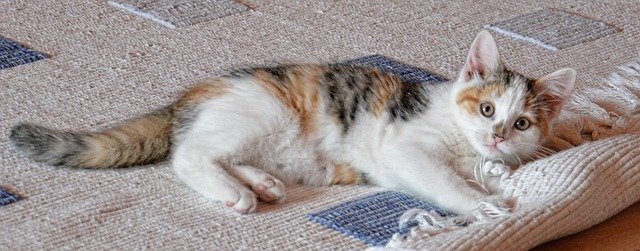 Katze spielt mit dem Teppich