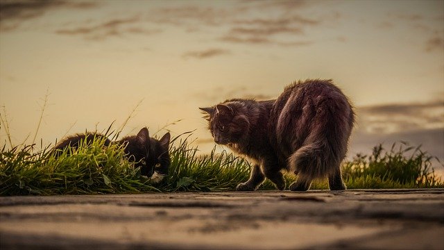 Zwei Katzen in der im Gras