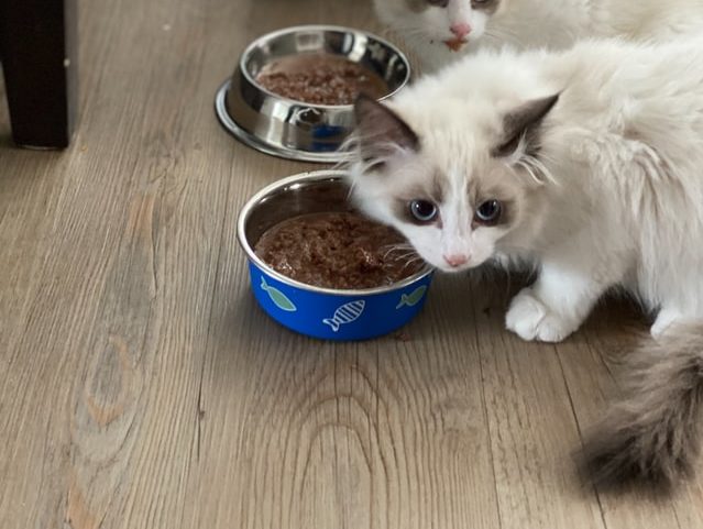 Zwei Katzen die Nassfutter essen