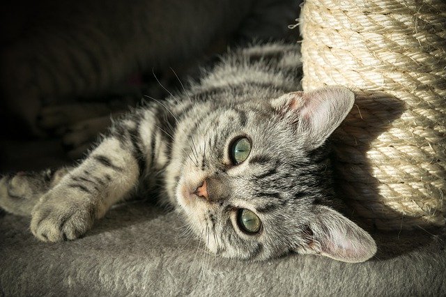 Britisch Kurzhaar Kitten mit Tabby Fellzeichnung