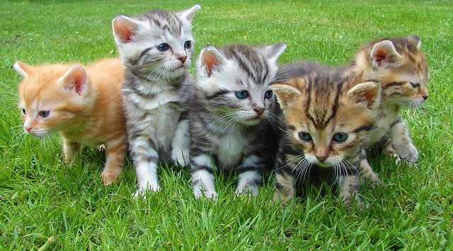 Kitten, die mal Freigänger werden sollen, sollten bereits früh geimpft werden