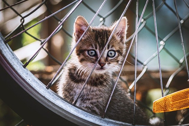Katze hinter einem Rad