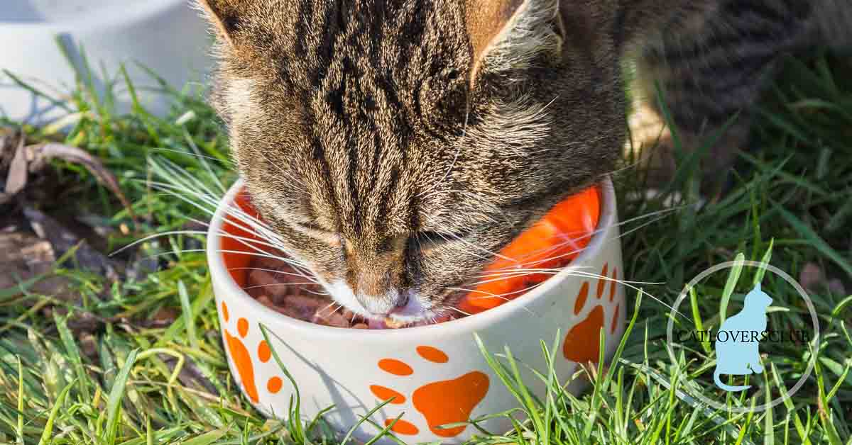 Was fressen Katzen außer Katzenfutter