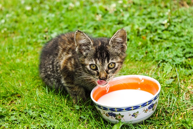 Kitten trinkt Milch