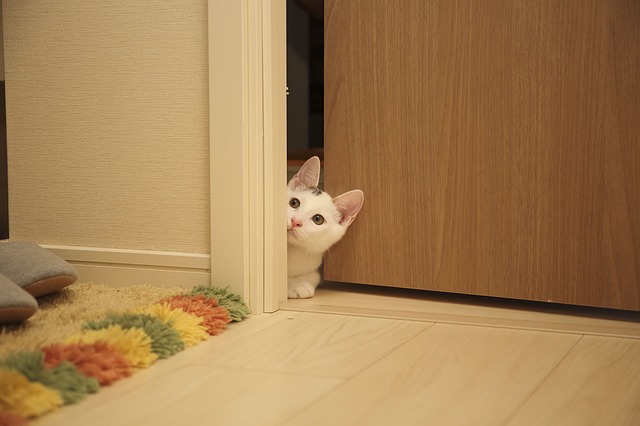 Katze an einer Türe