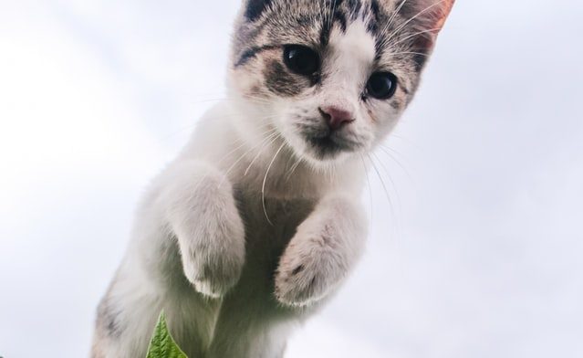 springende Katze
