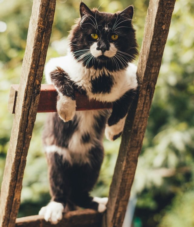 Katze auf einer Treppe