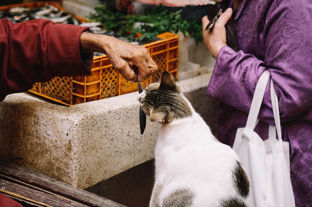 Katze isst Fisch auf Markt