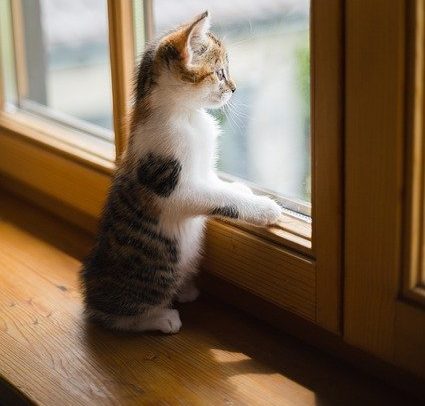 Katze am Fenster