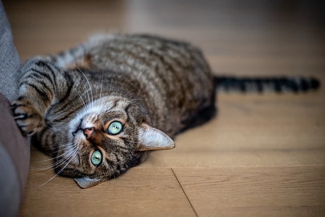 Katzen wetzen ihre Krallen gerne an Möbelstücken, wenn sie zu lange sind