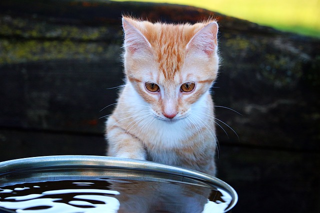 Katze Wasser