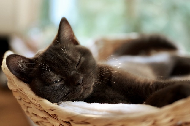 schwarze Britisch Kurzhaar im einem Katzenbett
