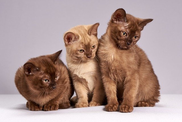 Burmesen Kitten