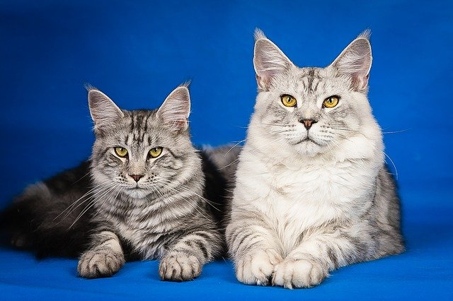 Maine-Coon Kitten und ältere Maine-Coon Katze