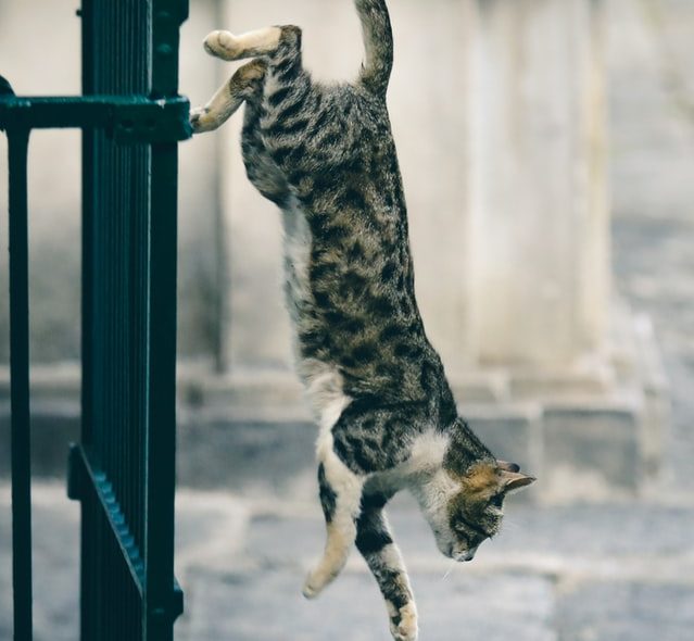 Katze springt von Geländer