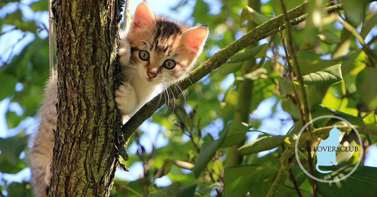 Wie kann man eine Katze davon abhalten auf Bäume zu klettern