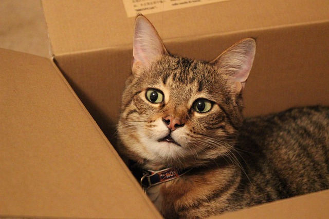 Katze in einer Schachtel