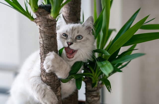 Katze und Pflanze